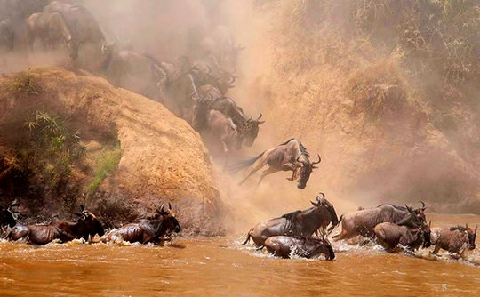 Wildebeest plunging in to the Mara River
